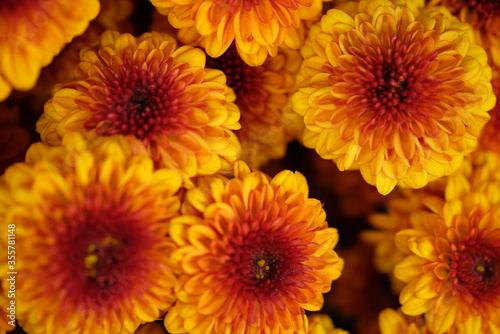 beautiful brownish orange chrysanthemum flowers. macro photography. brownish orange flower closeup.