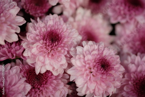 beautiful violet chrysanthemum flowers. macro photography. closeup of green flowers.