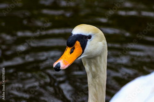 Mute swan head shot, Cygnus olor, beautiful animal that was in a photo