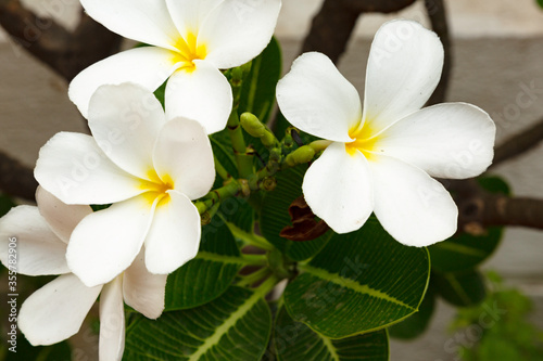 Pretty White Flowers Blooming in a Garden