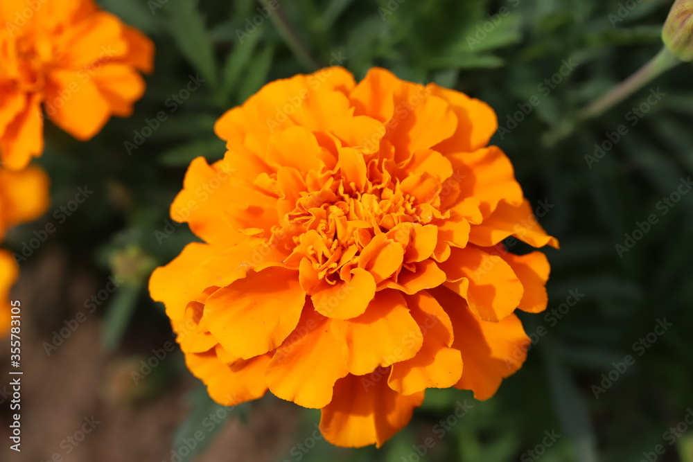 マリーゴールドのオレンジ色の花
マリーゴールドのオレンジ色の花
