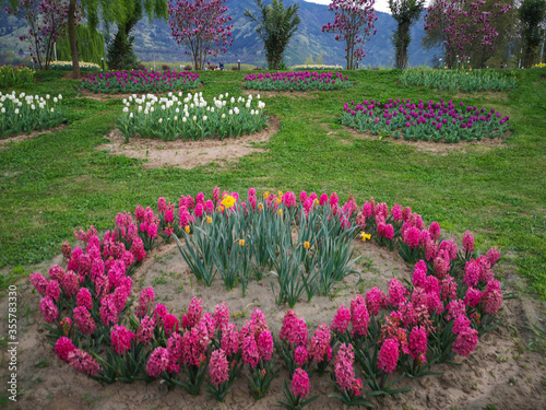 Photography C-0007 Tulip Garden
Photographed in Tulip Garden, Srinagar, India in April 2019