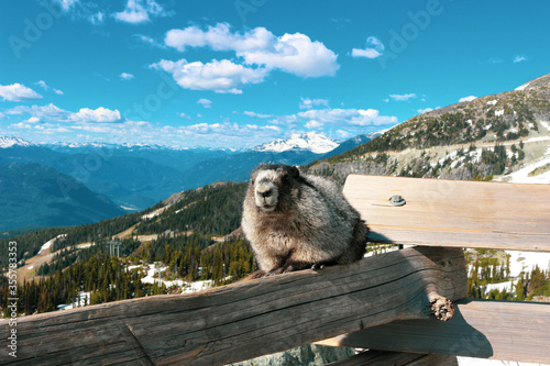 Photography A Hoary marmot on a mountain with a beautiful mountain backdrop