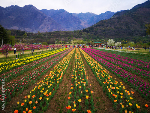 C-0010 Hanada-2
Photographed in Tulip Garden, Srinagar, India in April 2019. Unexpectedly, there is such a beautiful garden in Indian-controlled Kashmir.
 #355783380