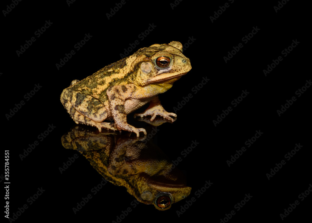 gulf coast toad (Incilius valliceps) on black background gulf coast toad (Incilius valliceps) on black background