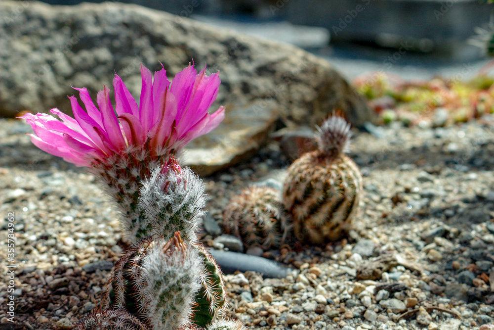 Fototapeta premium blooming Coryphantha elephantidens close up macro shots