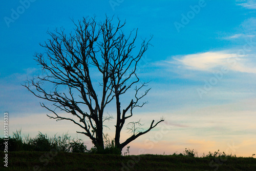 dry tree and blue sky background © FrediRomero