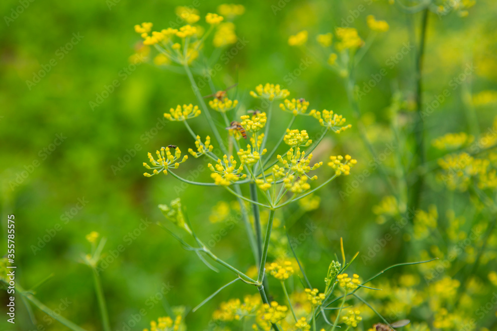 Yellow Fennel Seed on Green Grass | Yellow Flowers Field | Yellow Flowers Garden | Natural Beauty | Beautiful Flowers | Green Fields | Yellow Fields 