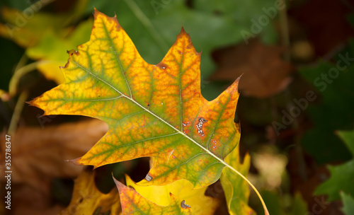 yellowed oak leaves. background of autumn leaves. selective focus.