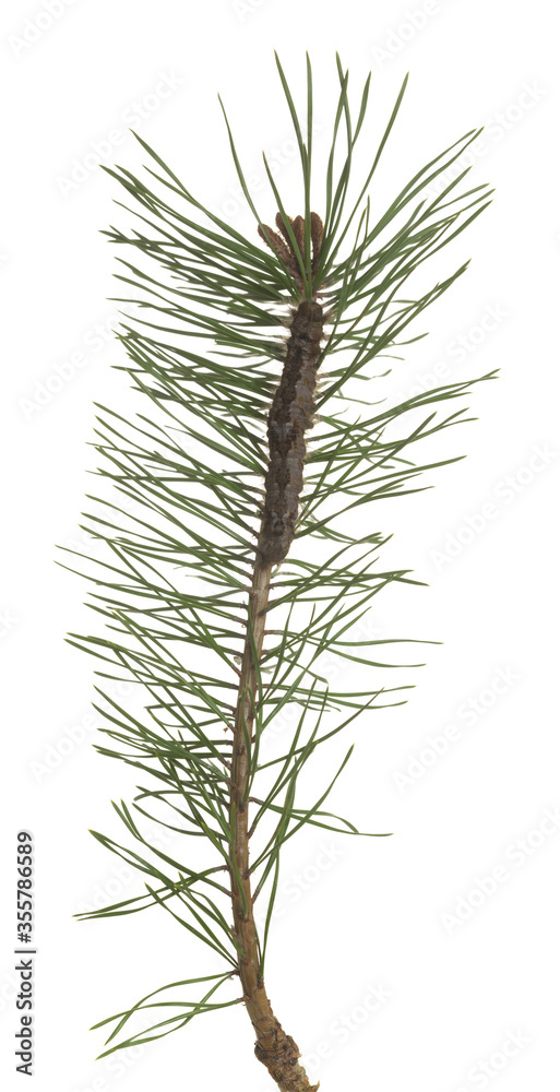 Fototapeta premium Pine-tree lappet, Dendrolimus pini larva on pine twig isolated on white background, this insect can cause damage on pine forests