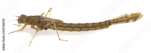 Damselfly, Zygoptera nymph isolated on white background, these aquatic insects are ofted imitated by fly fishermen