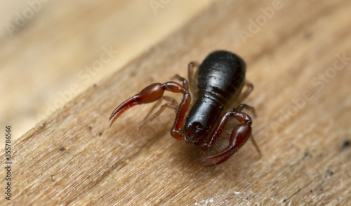 Extreme closeup of a false scorpion, Pseudoscorpiones on wood, these animals are predators on other small arthropods