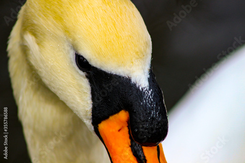 Mute swan head shot, Cygnus olor, beautiful animal that was in a photo