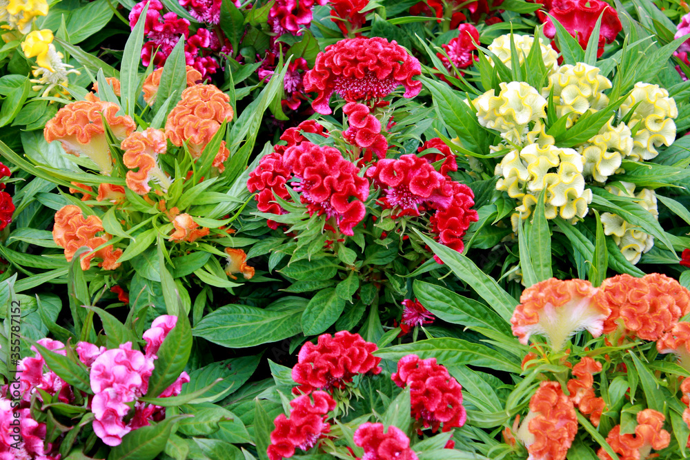 multi-color flowers in the garden of EUROPE, KEUKENHOF, AMSTERDAM