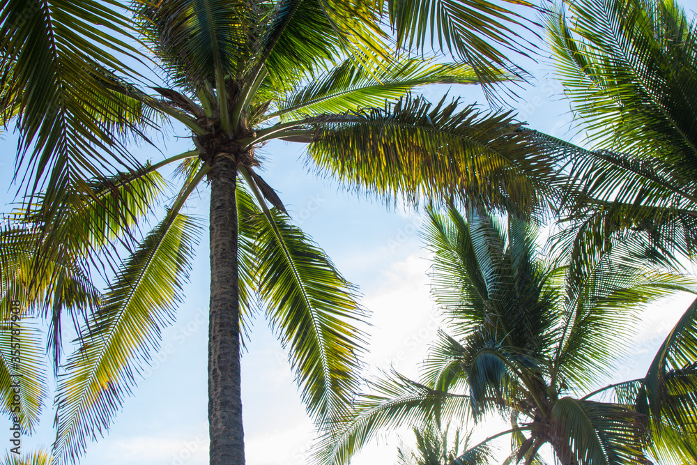 background of palm trees on a tropical beach background of palm trees on a tropical beach