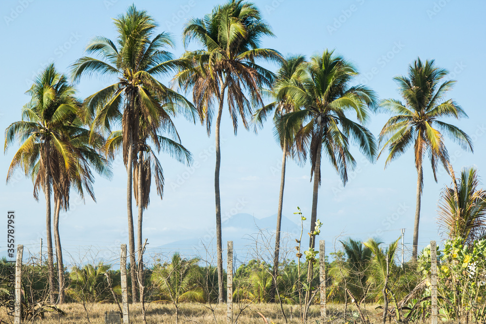 background of palm trees on a tropical beach