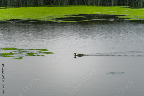 Ducks on the water lake in foggy overcast day in summer © Hanna Tor