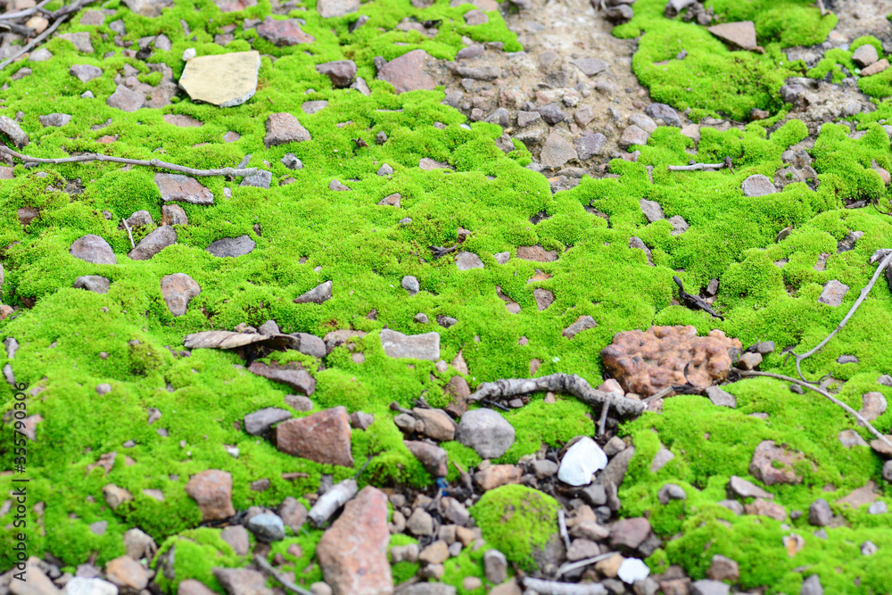 green moss on stone green moss on stone
