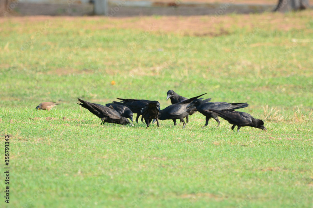 Obraz premium crow on the ground