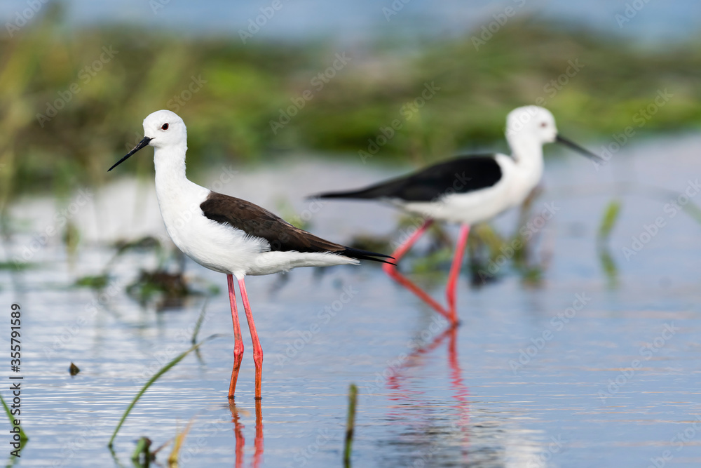 Fototapeta premium セイタカシギ(Black-winged Stilt)