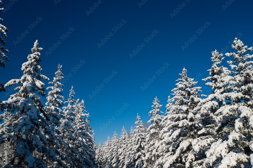winter vacation background with pine trees covered by heavy snow against blue sky with copy space winter vacation background with pine trees covered by heavy snow against blue sky with copy space