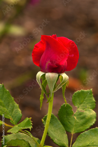 Sydney Australia, stem with red rose bud
