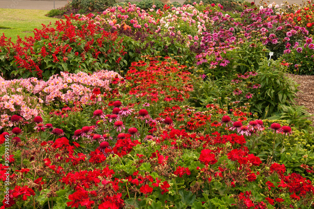 Sydney Australia, view across garden bed of bright spring flowers including red geraniums and salvia