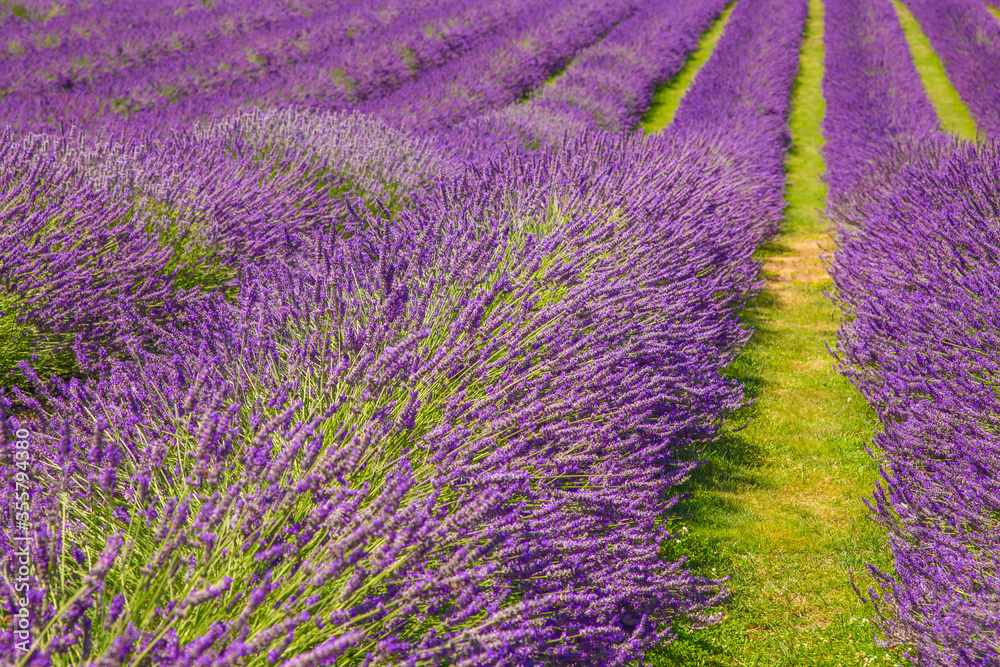 Obraz premium Field of lavender. Blooming violet fragrant lavender flowers. Lavender field landscape.