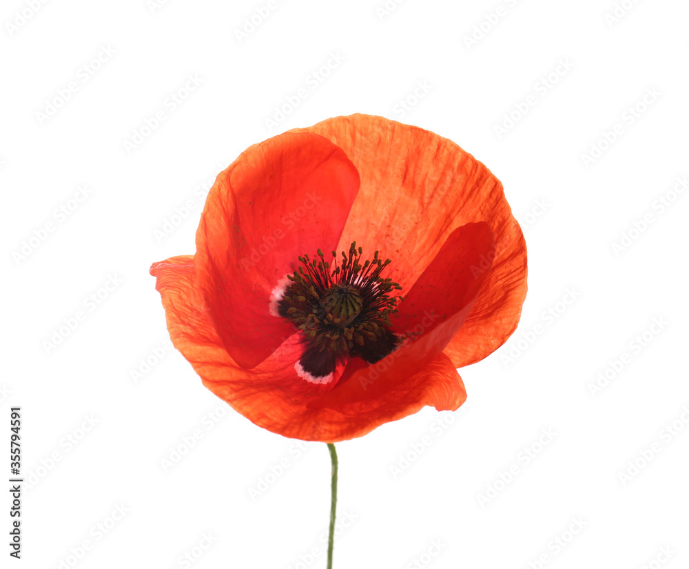 Fototapeta premium Piękny czerwony kwiat maku na białym tle