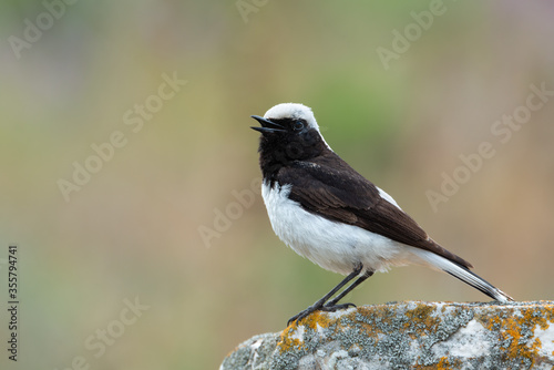 Beautiful Pied wheatear bird (Oenanthe pleschanka) sitting on a rock. Small cute bird in black and white native to Southeast Europe and Western Asia.