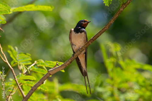 Barn swallow bird (Hirundo rustica) perched on a branch with fresh green leaves