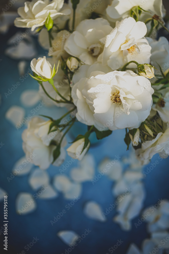 white roses with blue background