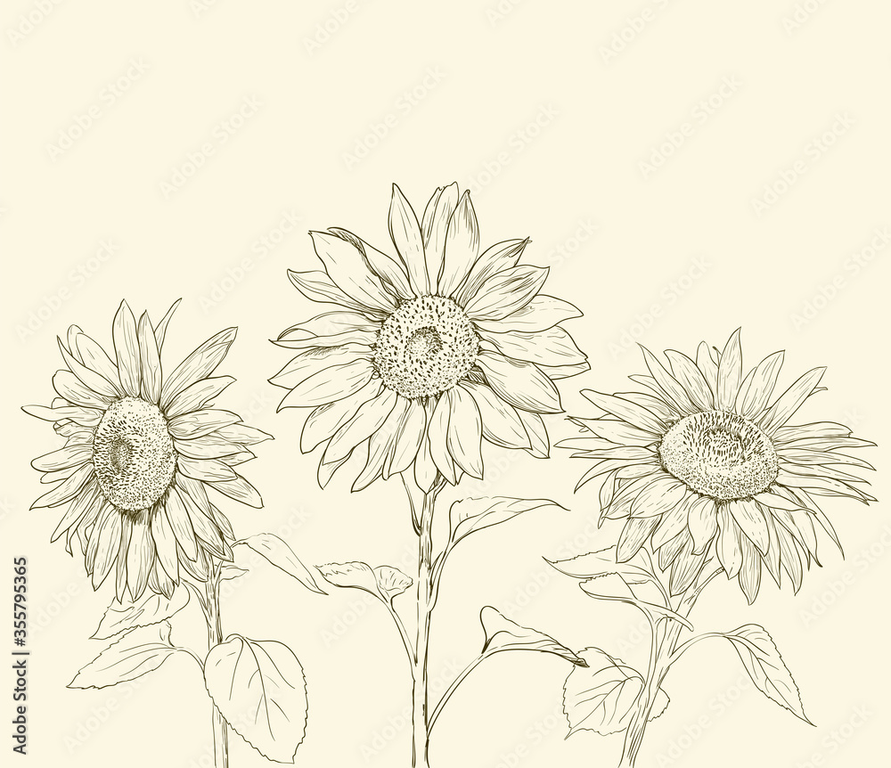 sunflowers drawing rustic style illustration. vector