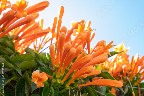 Orange Trumpet, Flame Flower and green leaves on a sunny day. Pyrostegia venusta., Miers photo