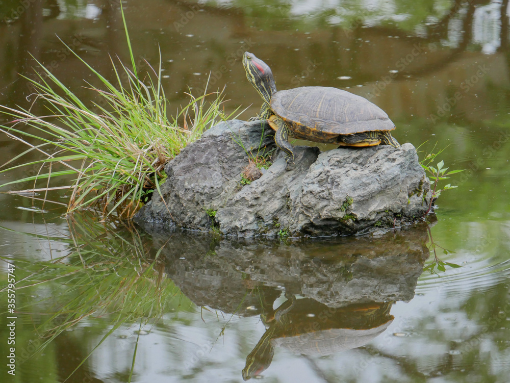 Fototapeta premium 池にある岩に登る亀