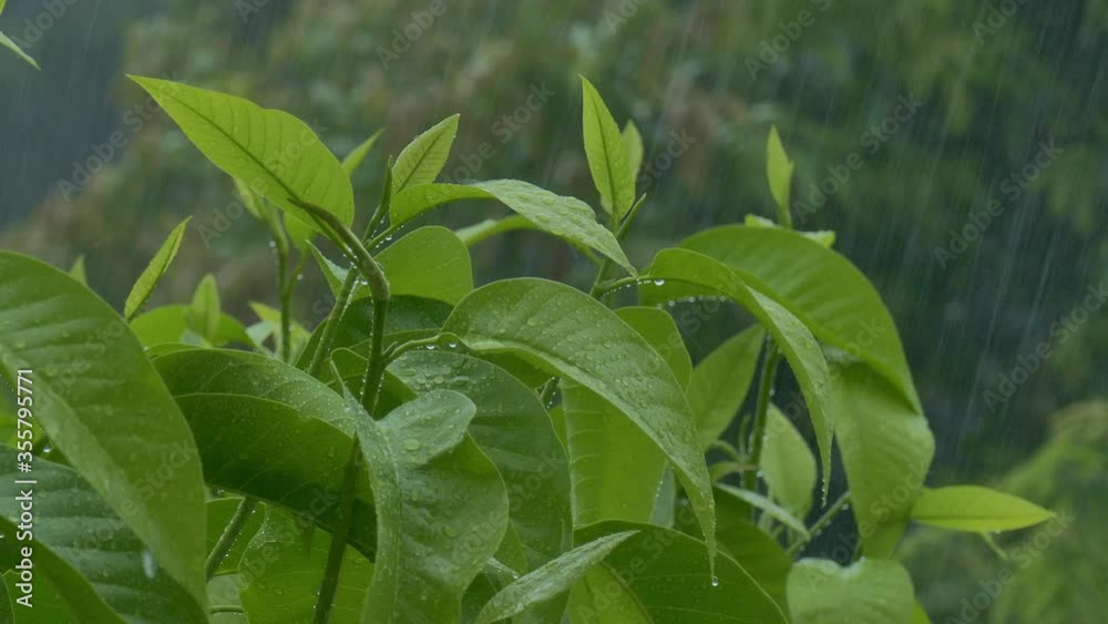 Closeup Treetops and green leaves that shaking and wet on rainy days. Closeup Treetops and green leaves that shaking and wet on rainy days.