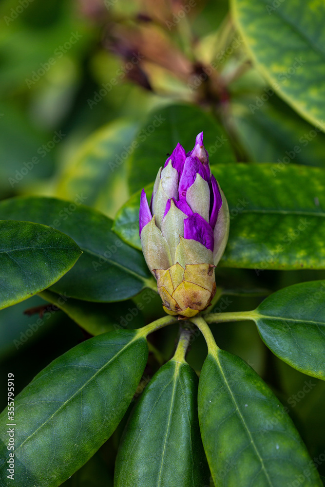 Bud of plant in the spring