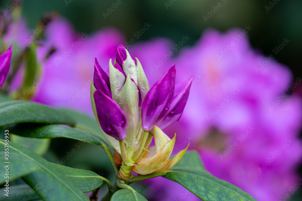 Bud of plant in the spring Bud of plant in the spring