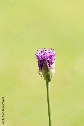 Petal of blooming plant in the spring