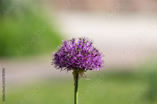 Petal of blooming plant in the spring