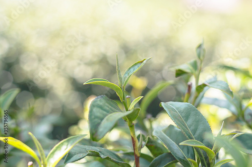 Tea leaves at Ang Khang Mountain , Chiang Mai , Thailand