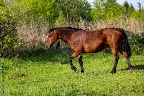young bay mare walks on green meadow on sunny day. A brown slender horse grazes on fresh spring grass in clear weather.