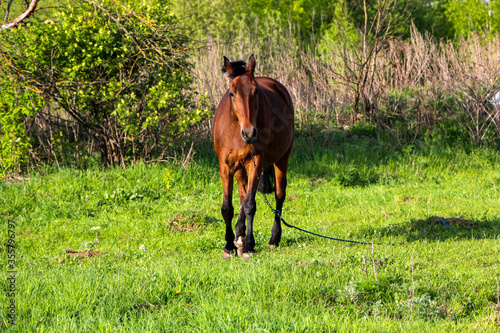 young bay mare walks on  green meadow on  sunny day. A brown slender horse grazes on fresh spring grass in clear weather. © Оксана Скиданова