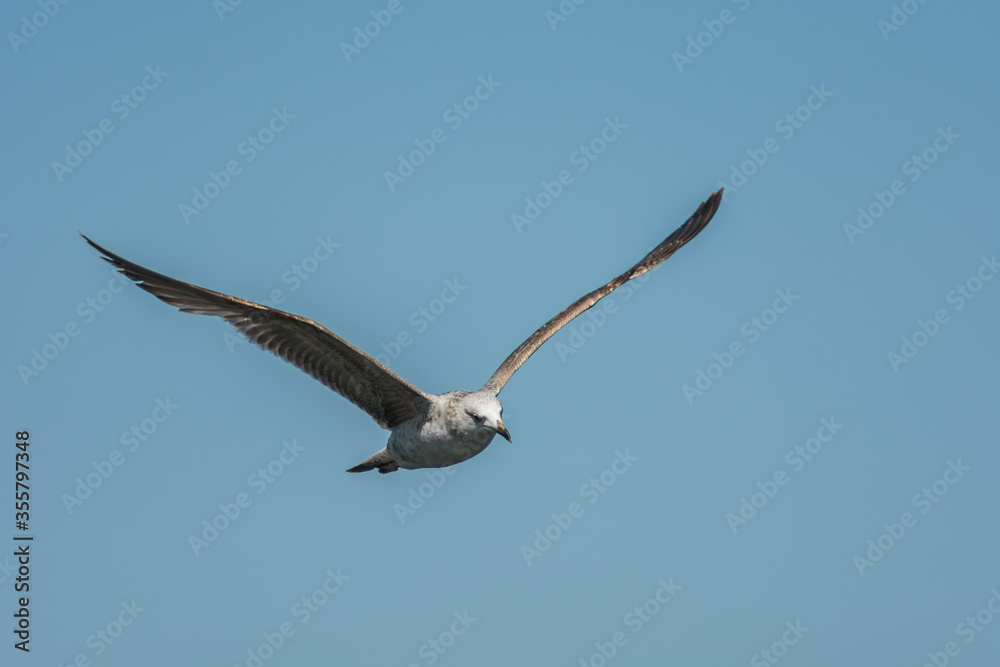 Photo of a large seagull flying against a clear blue sky Photo of a large seagull flying against a clear blue sky