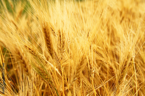 Golden Ears On The Summer Field Before Harvest