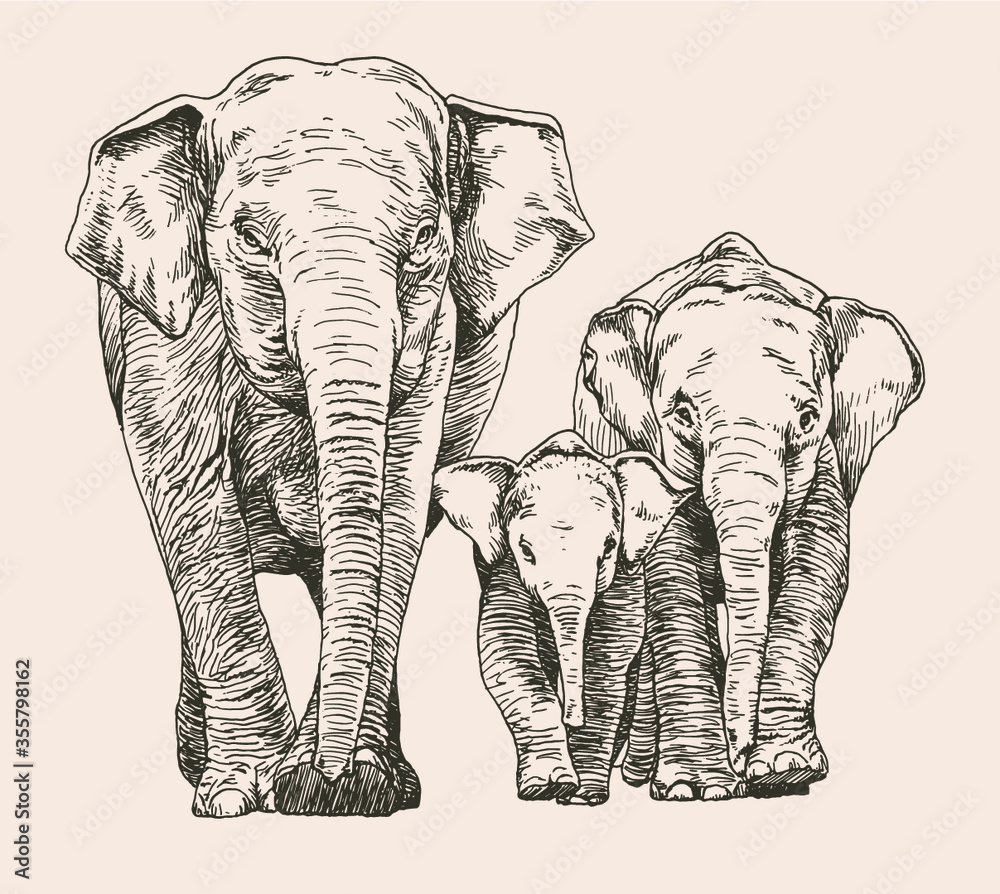 Hand drawn sketch of elephant family walking, front view, vector