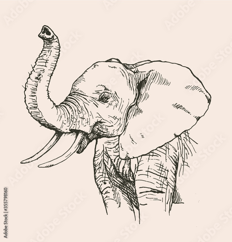 Hand drawn sketch of elephant, vector illustration