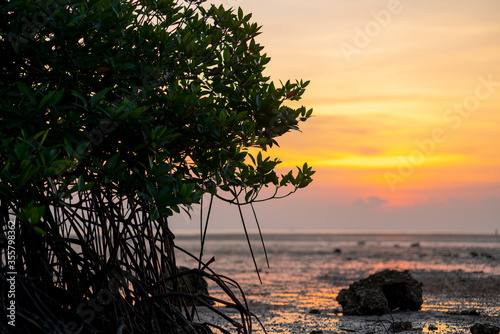 Mangrove forest silhouette with the sunset sky in Koh Phanagn, Surat Thani, Thailand.selective focus photo