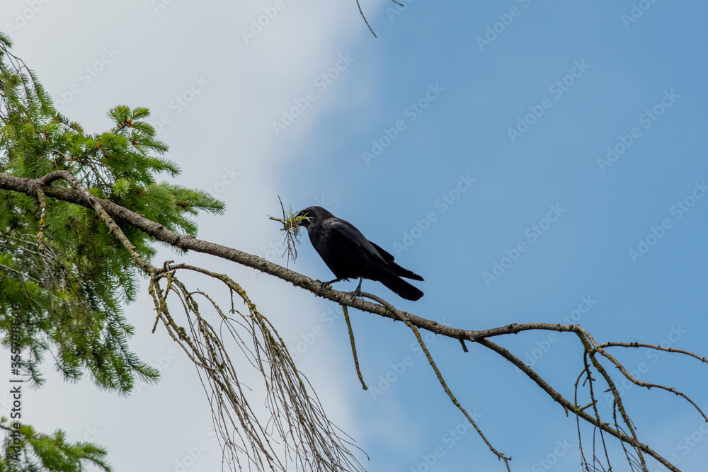 Northern crow gathering nesting material. Vancouver BC Canada
Northern crow gathering nesting material. Vancouver BC Canada