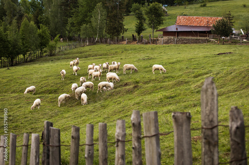 Sheeps on the country side with green background creating beautiful landscape